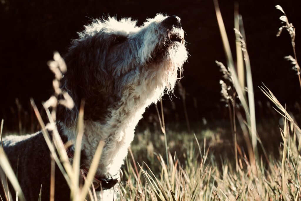 How to fix dogs bad breath and improve oral hygiene