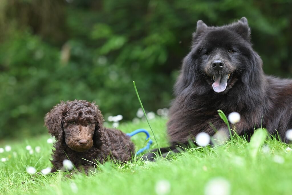 How to fix dogs bad breath with practical home dental care