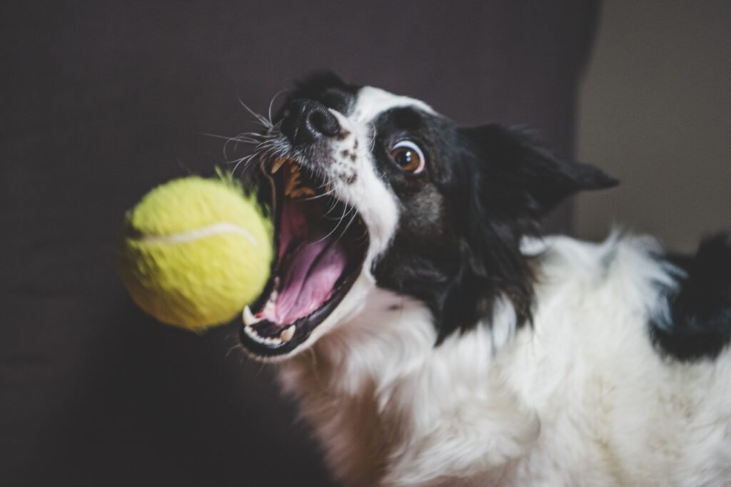 How to fix dogs bad breath with regular dental care