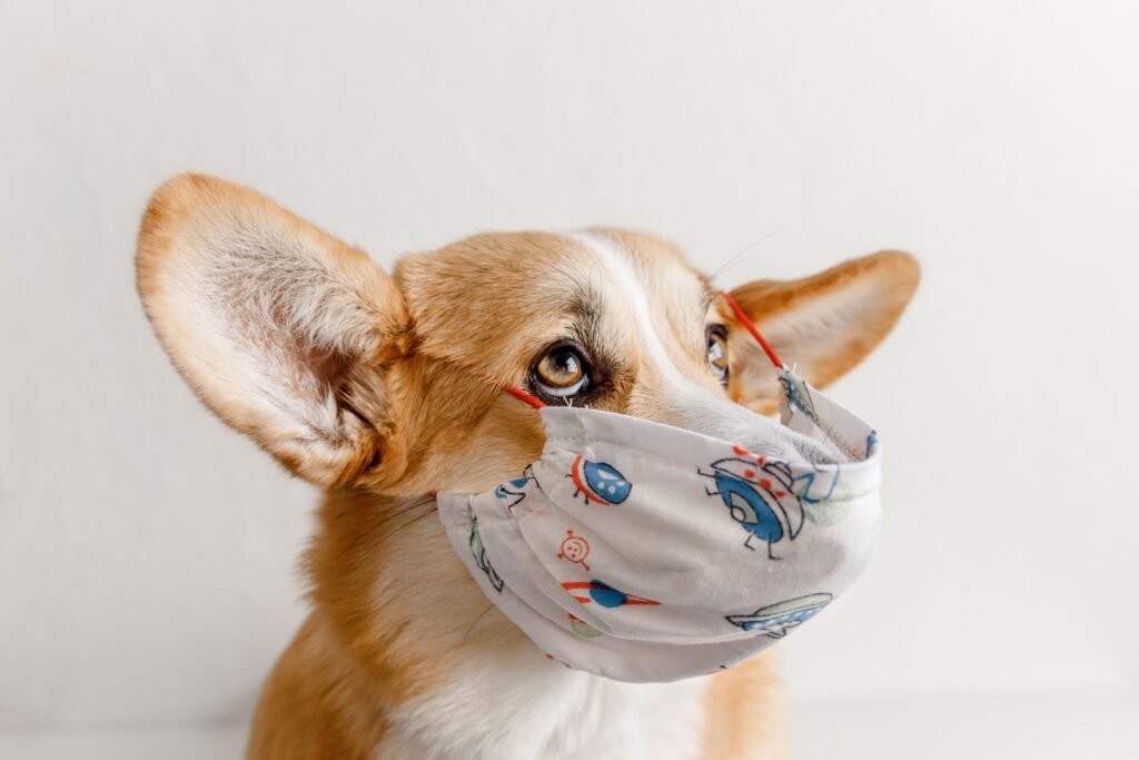 How to fix dogs bad breath and support healthy teeth and gums