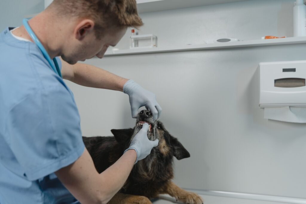 How to fix dogs bad breath and identify common causes