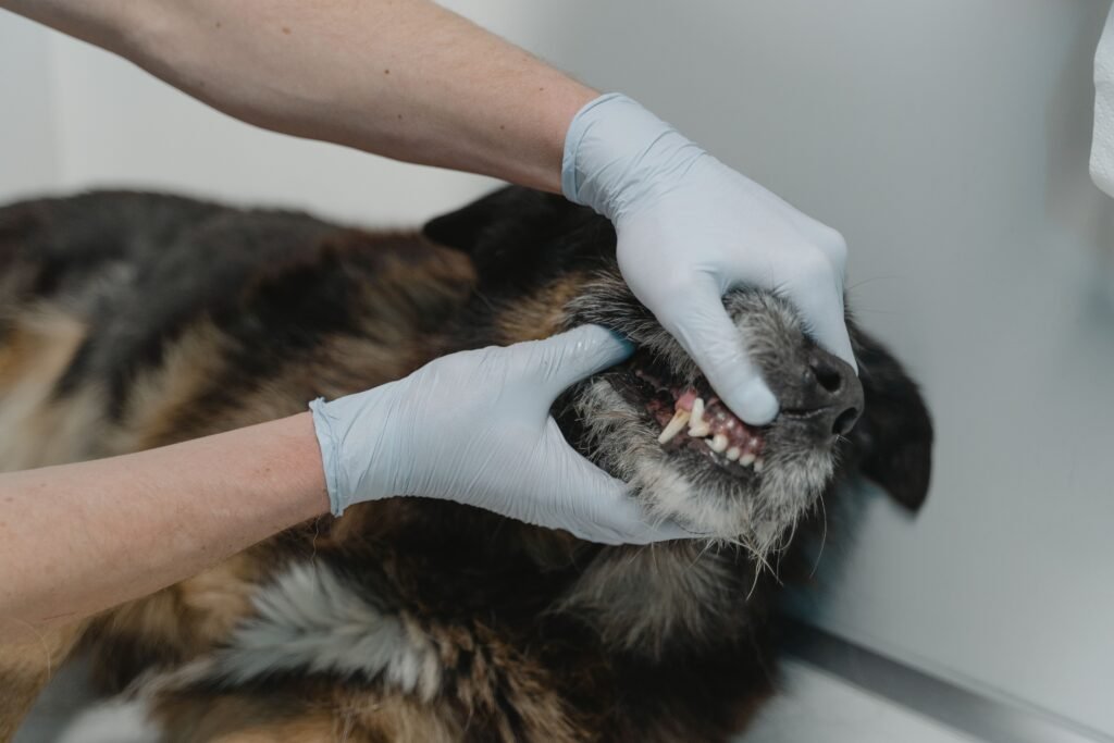 How to fix dogs bad breath with safe home care methods