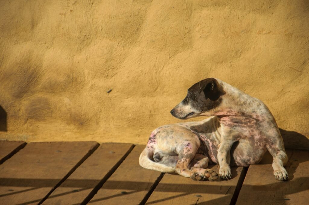 How to fix dogs bad breath and reduce unpleasant mouth odor