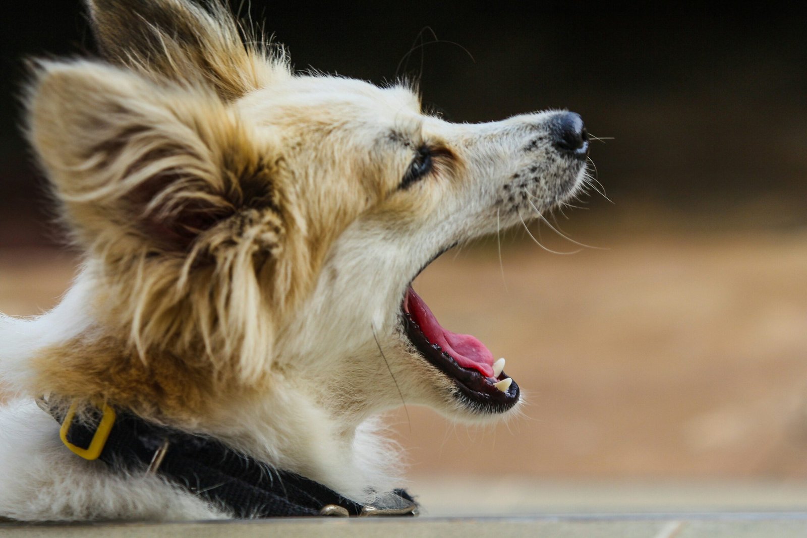 Why Does My Dog Bark at Nothing? Common Causes, Hidden Triggers & Solutions featuring unexplained barking, hidden triggers, anxiety, canine behavior, and training solutions.