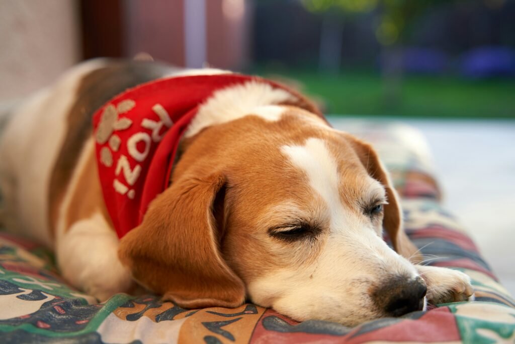 How to Get Dog Pee Out of Mattress Complete Odor & Stain Guide guide to pet urine removal, stain treatment, odor control, mattress cleaning, and care.