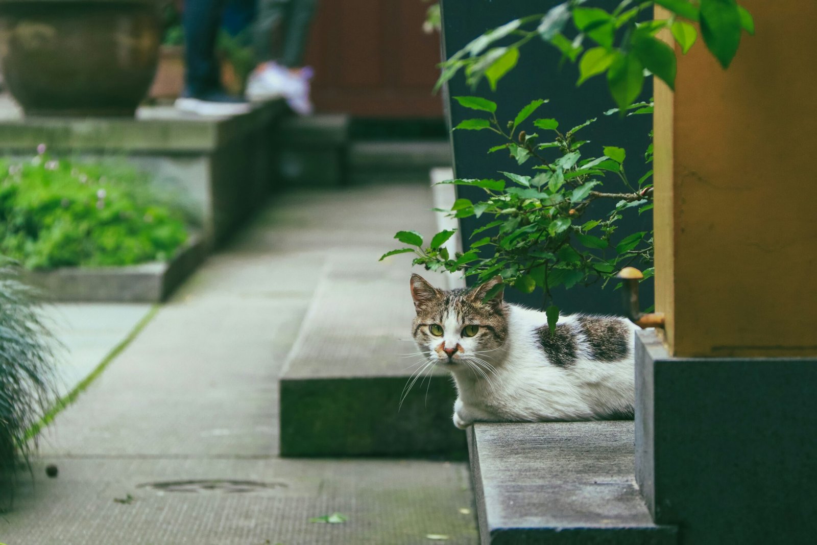 How to Keep Stray Cats Out of Your Yard A Complete, Humane Guide featuring humane cat deterrents, garden protection, fencing, scents, and safe outdoor solutions.