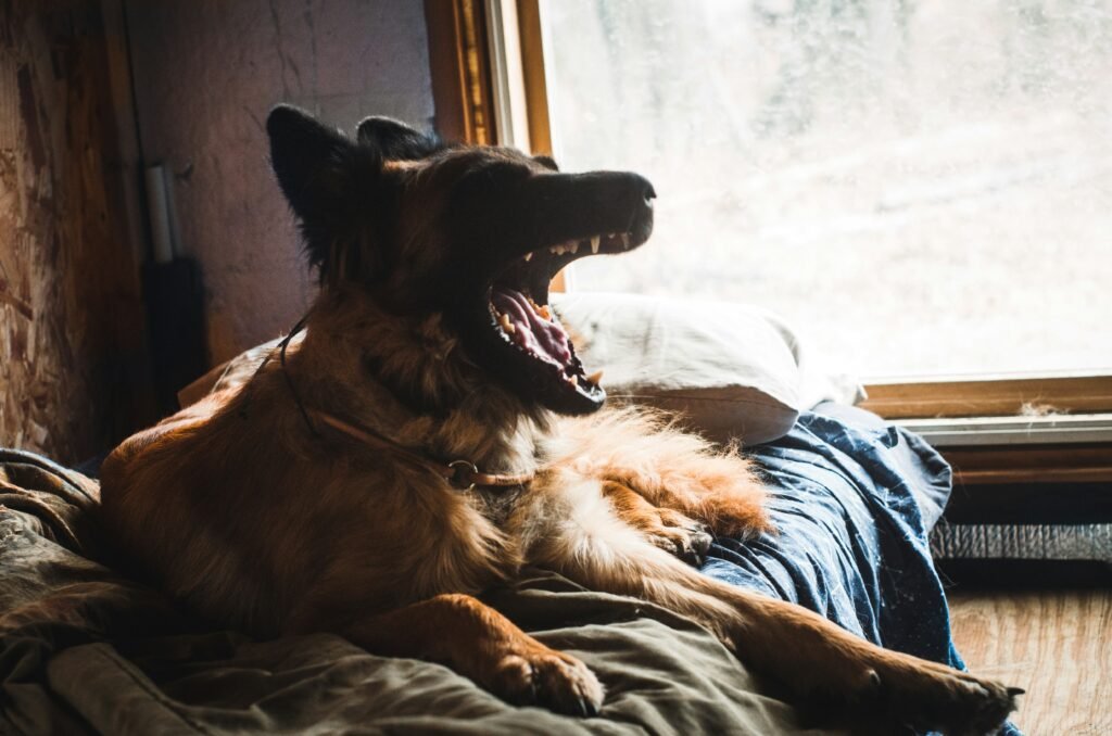 Why Does My Dog Bark at Nothing? Common Causes, Hidden Triggers & Solutions guide to unusual barking, canine senses, stress, hidden triggers, and behavior solutions.