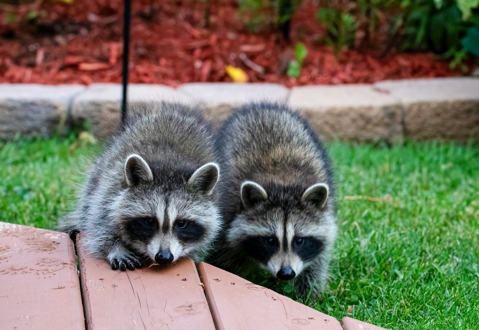 How to Keep Raccoons Out of Your Yard Easy & Effective Prevention Tips featuring humane raccoon deterrents, secure trash, yard protection, and prevention methods.