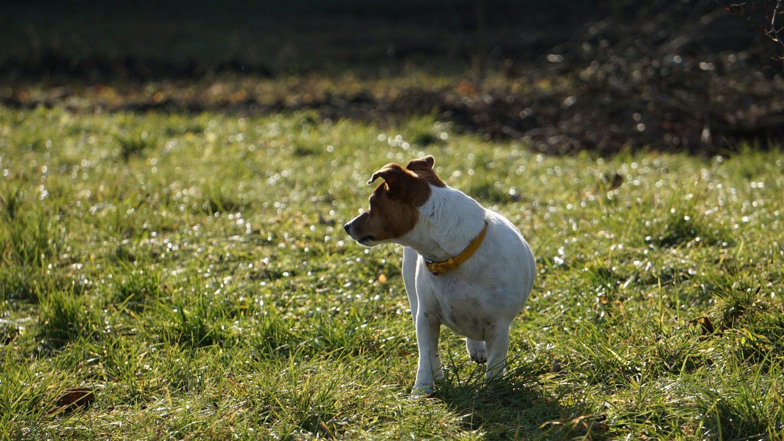 Why Does My Dog Pant All the Time? Causes, Warning Signs, and What to Do featuring excessive panting, possible causes, warning signs, and veterinary care.