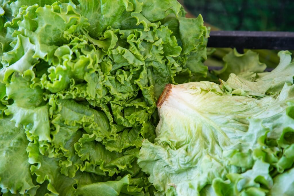 Why Does Lettuce Turn Pink? covering lettuce discoloration, oxidation, moisture, refrigeration, freshness, and food safety.