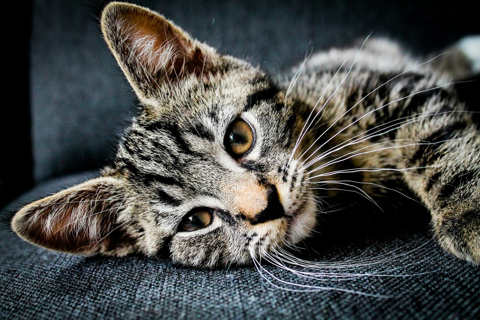 Warning Signs Your Cat Is Crying for Help What to Watch For featuring cat behavior changes, appetite loss, hiding, grooming issues, and health warning signs.