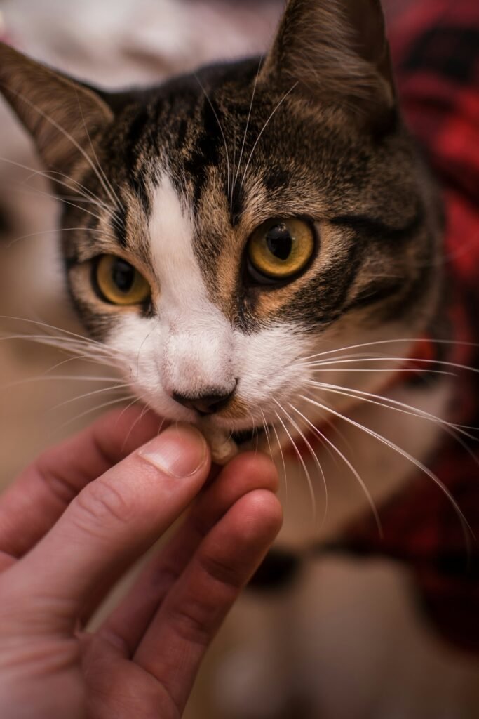 Why Does My Cat Bite Me Gently Out of Nowhere? Common Reasons & Solutions guide to cat communication, gentle nipping, behavior triggers, and practical solutions.