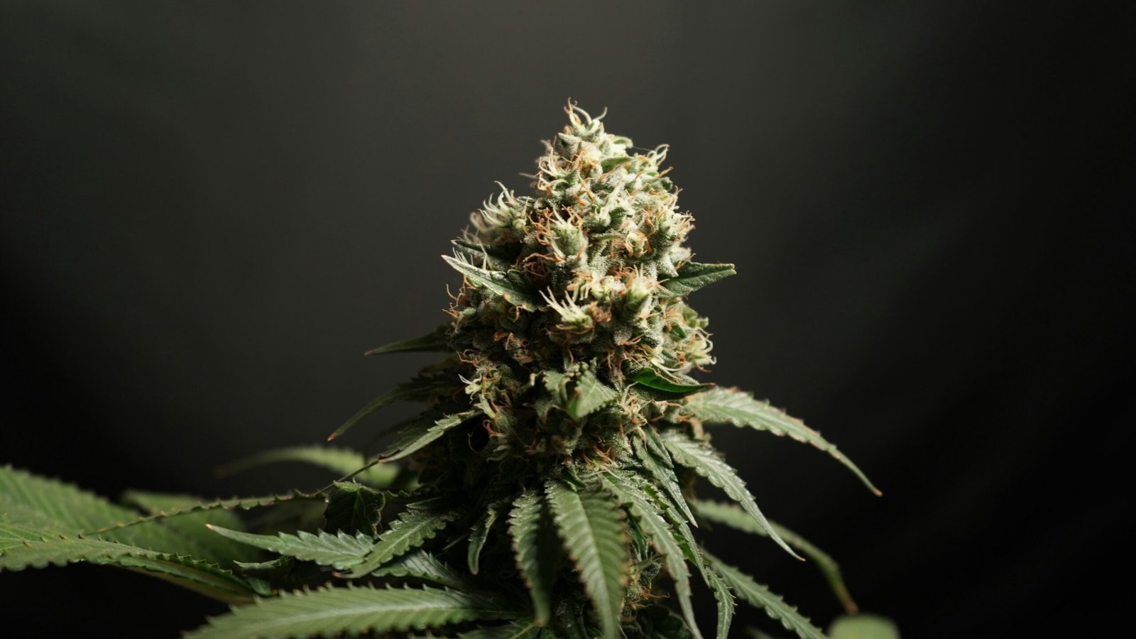 LIT Farms Explained: Fascinating Facts About Flower, Seeds & COAs featuring flower, seeds, COAs, product testing, and cultivation information.