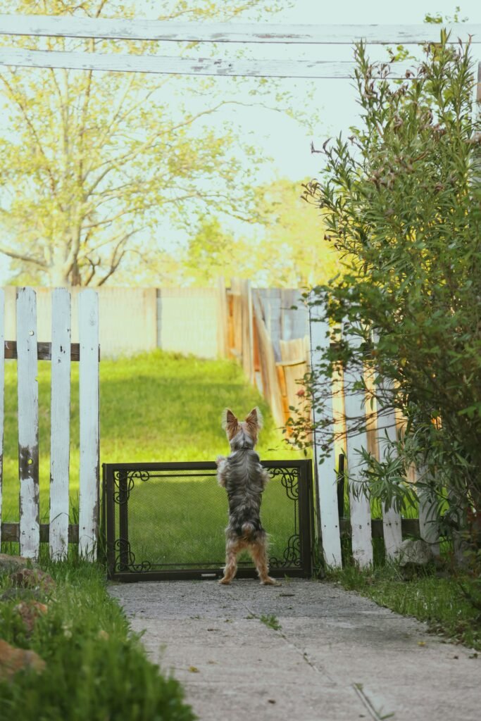 How to Keep Raccoons Out of Your Yard Easy & Effective Prevention Tips guide featuring raccoon-proofing, fencing, food control, lighting, and humane prevention.