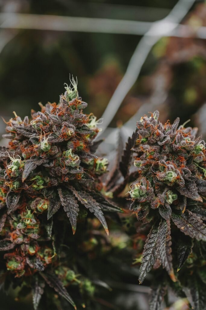 LIT Farms Explained: Fascinating Facts About Flower, Seeds & COAs guide featuring flower, seeds, certificates of analysis, laboratory testing, and cultivation details.