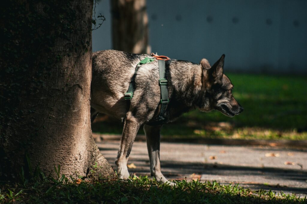 Why Does My Dog Pant All the Time? Causes, Warning Signs, and What to Do covering dog panting, overheating, anxiety, health concerns, and warning signs.