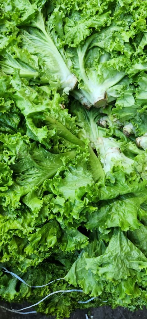 Why Does Lettuce Turn Pink? guide to pink lettuce edges, oxidation, moisture control, storage, freshness, and safety.