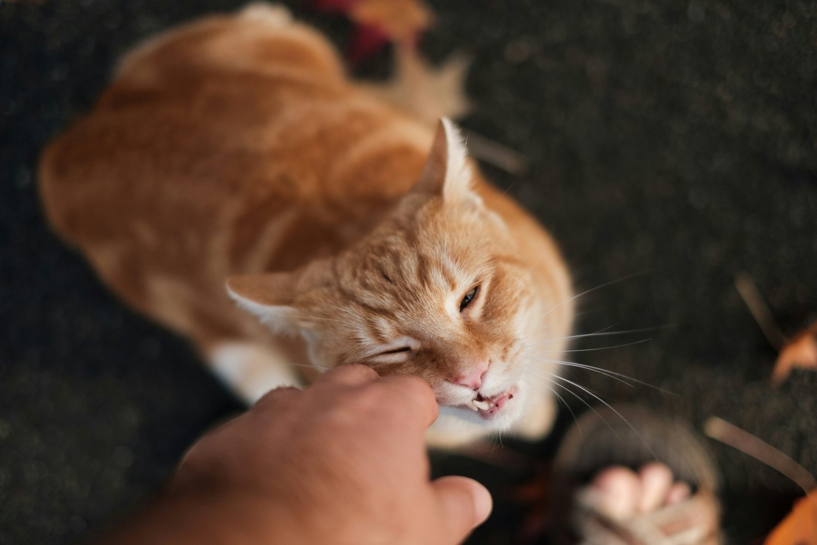 Why Does My Cat Bite Me Gently Out of Nowhere? Common Reasons & Solutions featuring cat behavior, gentle biting, body language, play, and communication.