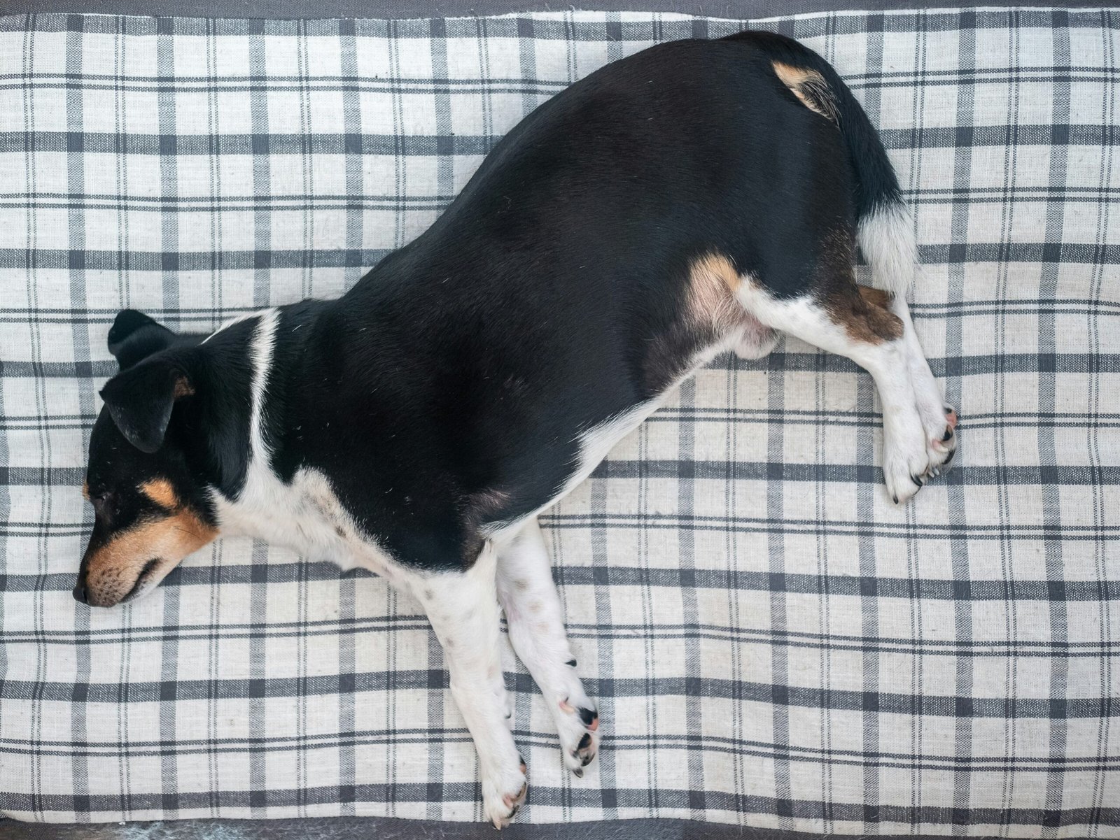 How to Get Pee Out of Mattress Effective Cleaning and Odor Removal Methods featuring urine stain removal, odor control, mattress cleaning, and fabric care.