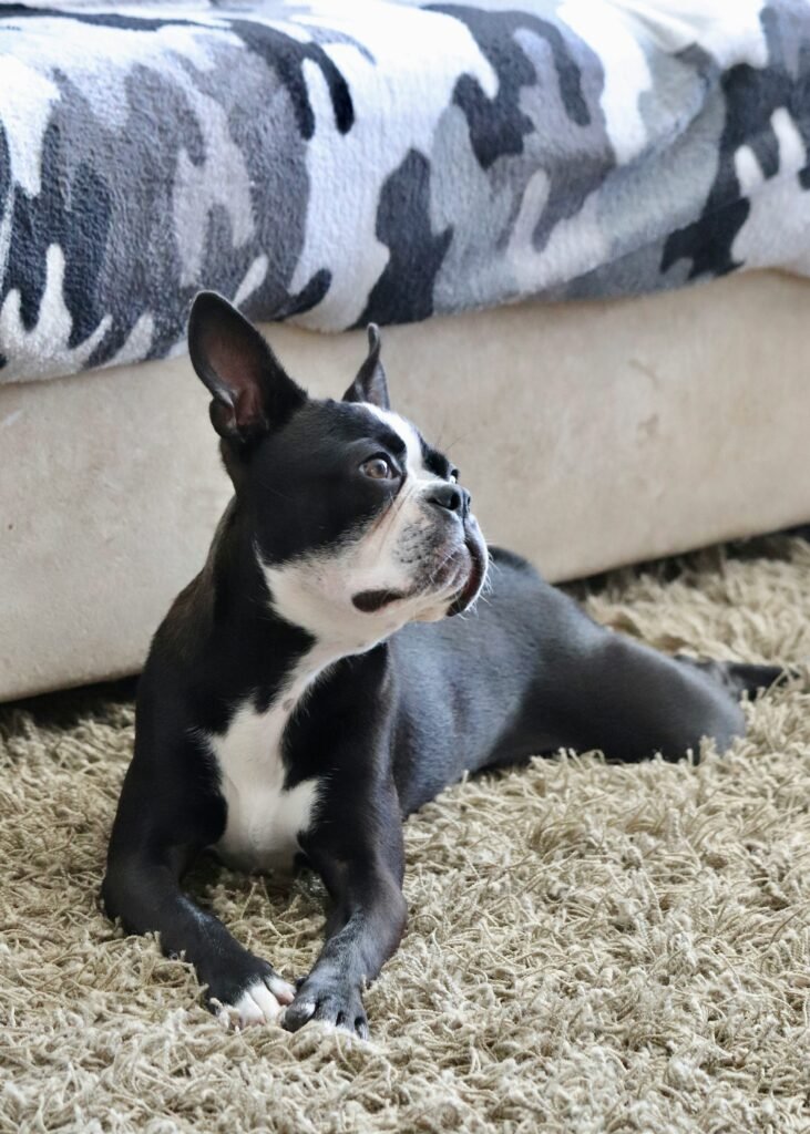 How to Clean Dog Poop Out of Carpet Without Spreading the Mess: Tough Stain Solutions guide to dog poop cleanup, stain removal, odor control, and carpet maintenance.