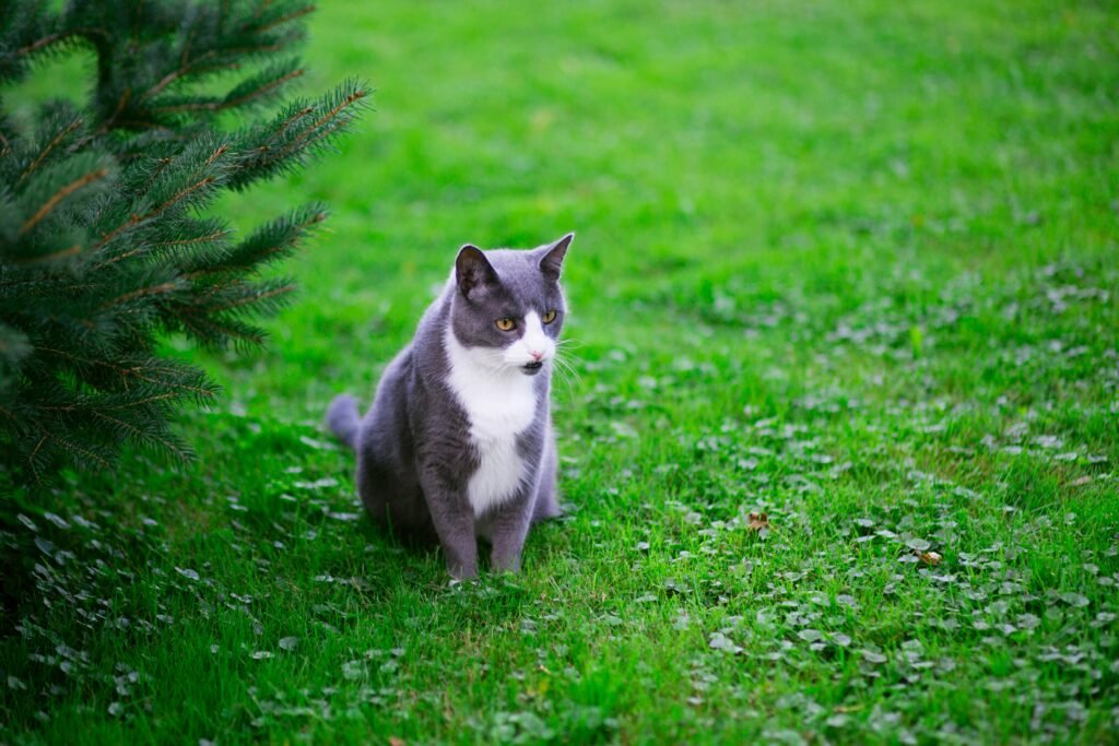 How to Keep Stray Cats Out of Your Yard A Complete, Humane Guide covering stray cat deterrents, garden barriers, motion sensors, landscaping, and humane prevention.