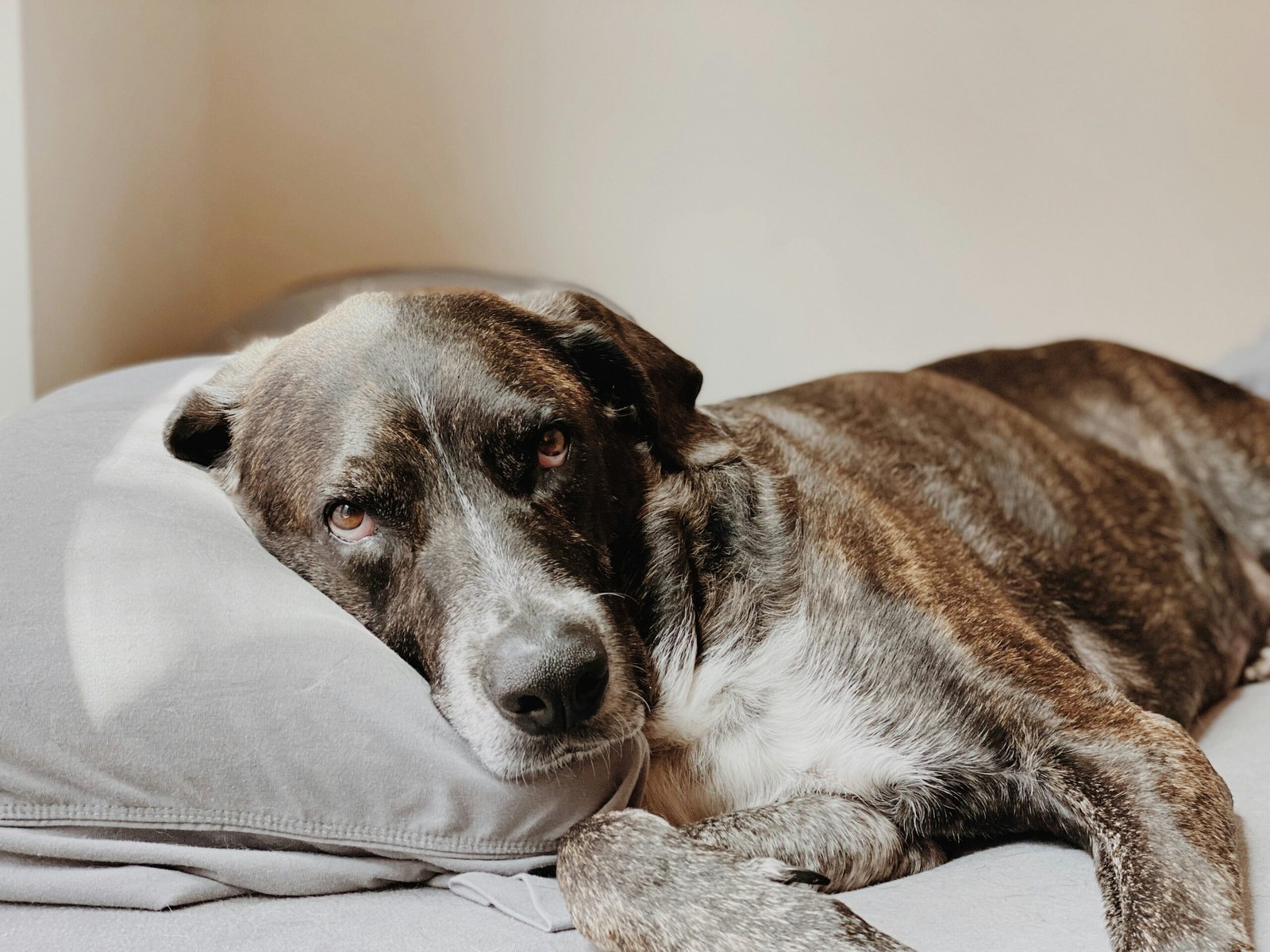 How to Get Dog Pee Out of Mattress Complete Odor & Stain Guide featuring dog urine removal, odor control, stain cleaning, and mattress care.