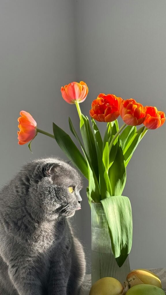 Why Are My Tulips Drooping? guide to watering, heat exposure, stem movement, plant conditions, wilting causes, and tulip care.