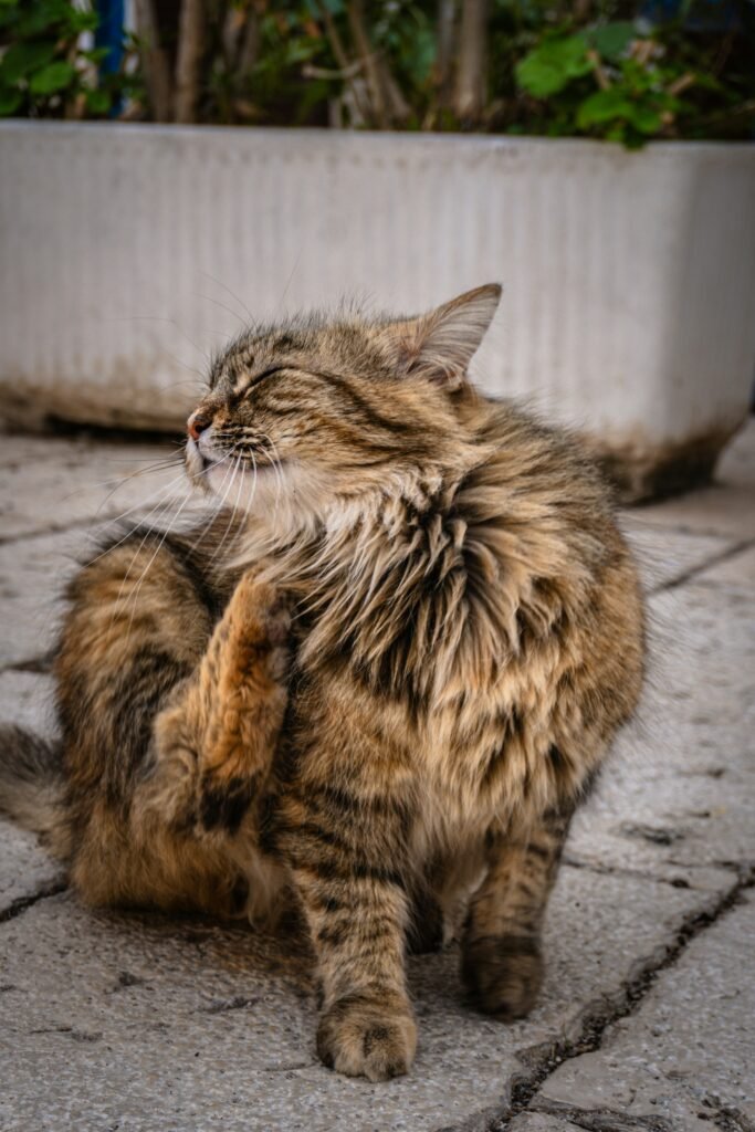 Why Is My Cat Pulling Her Hair Out? guide to overgrooming, itching, flea problems, allergies, stress, skin irritation, and cat health.