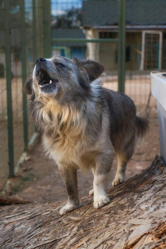 Why Does My Dog Bark at Nothing? Common Causes, Hidden Triggers & Solutions covering dog behavior, environmental triggers, anxiety, heightened senses, and barking management.