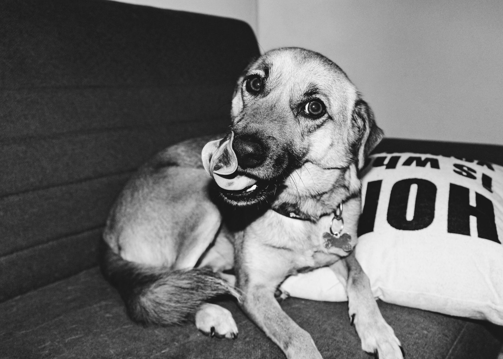 Why do dogs lick furniture and common reasons for the behavior