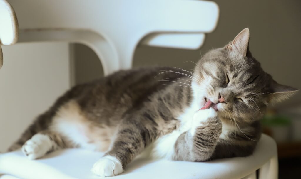 Why do cats hate baths and how bathing can cause stress