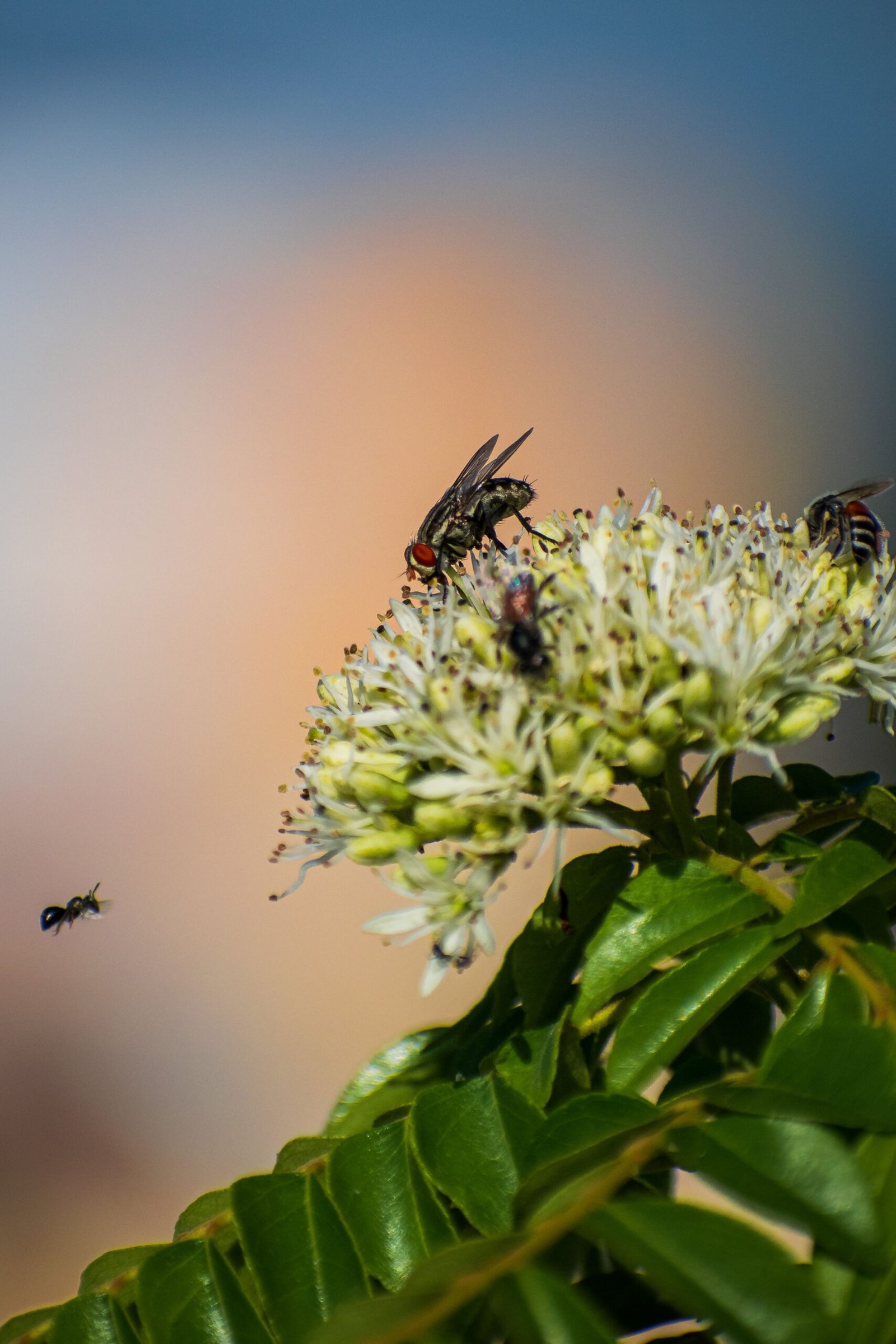 Why are there so many flies in my yard and common causes