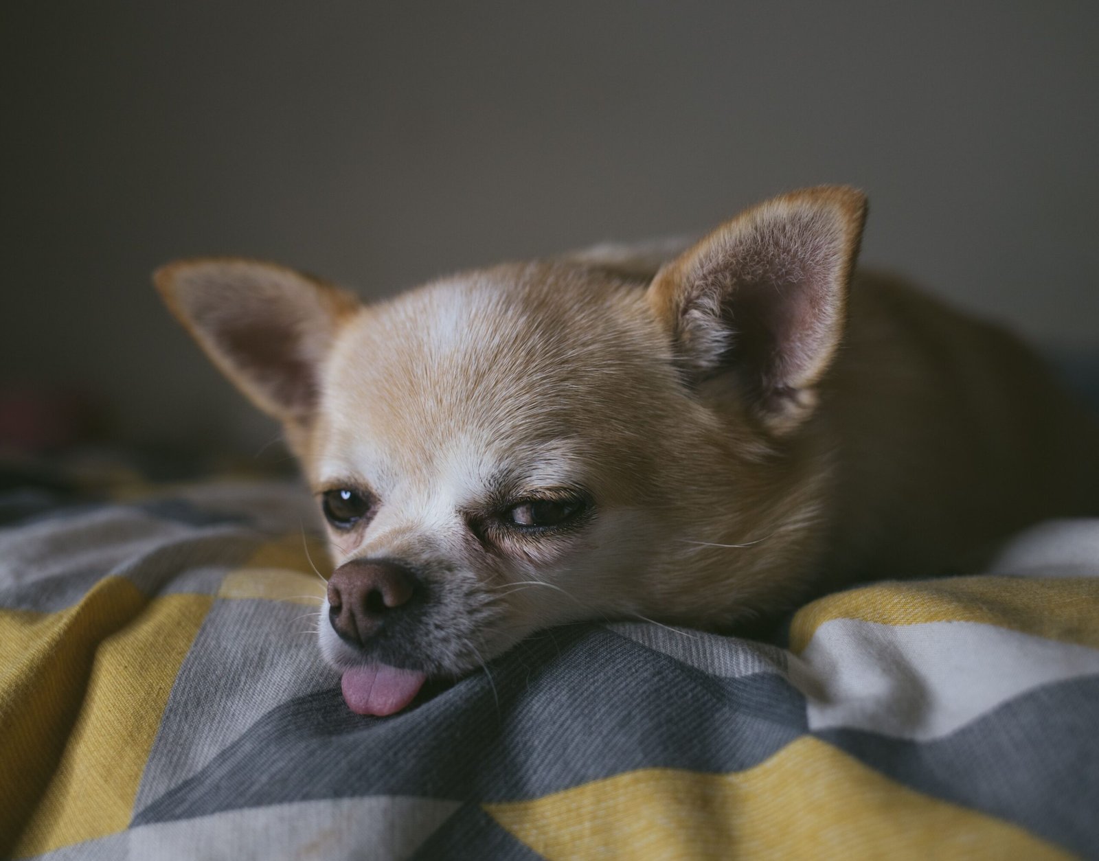 Chihuahua with tongue out and common reasons for this behavior