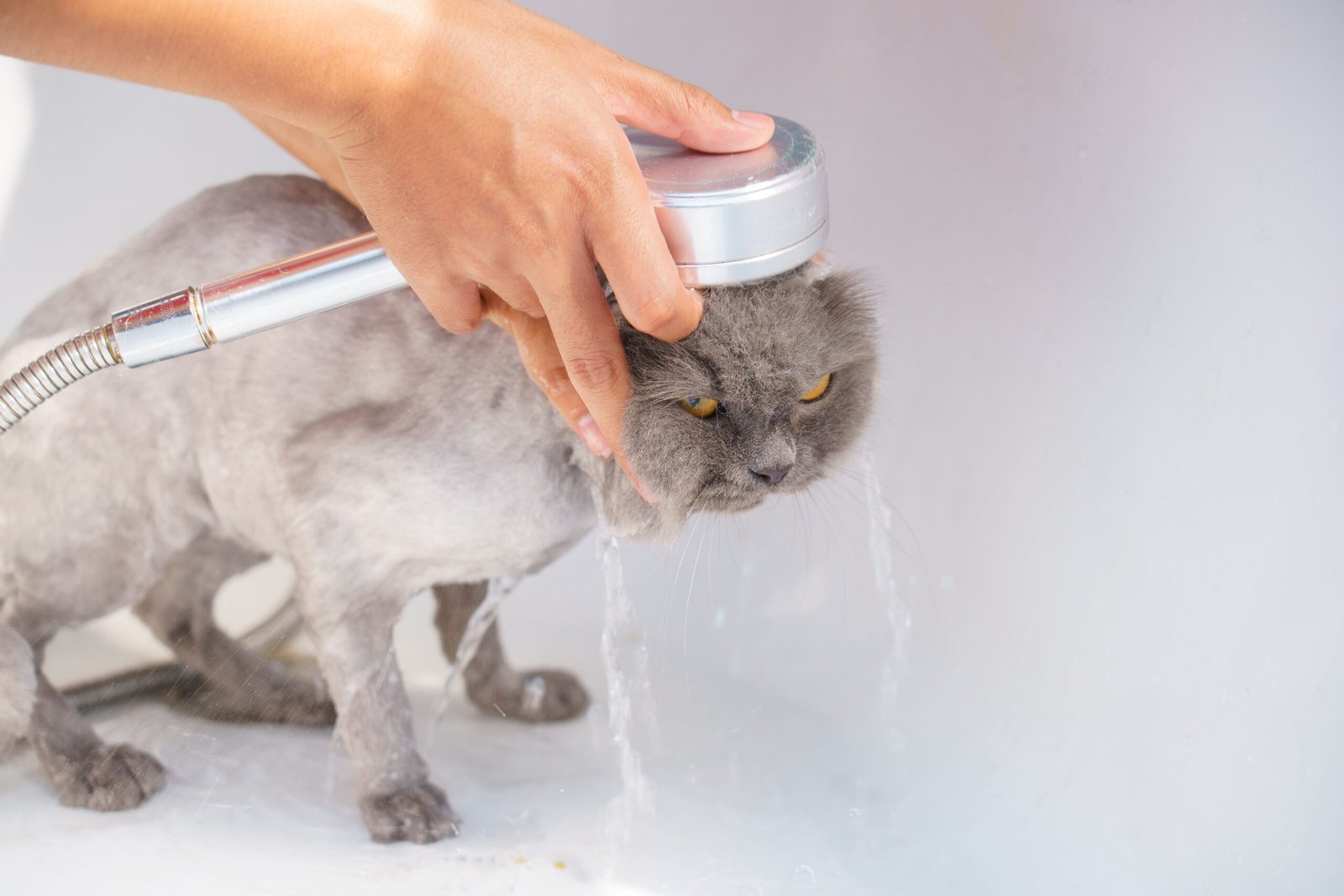 Why do cats hate baths and common reasons behind their behavior