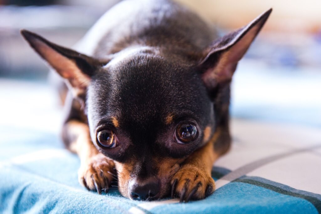 Chihuahua with tongue out showing common signs and possible causes