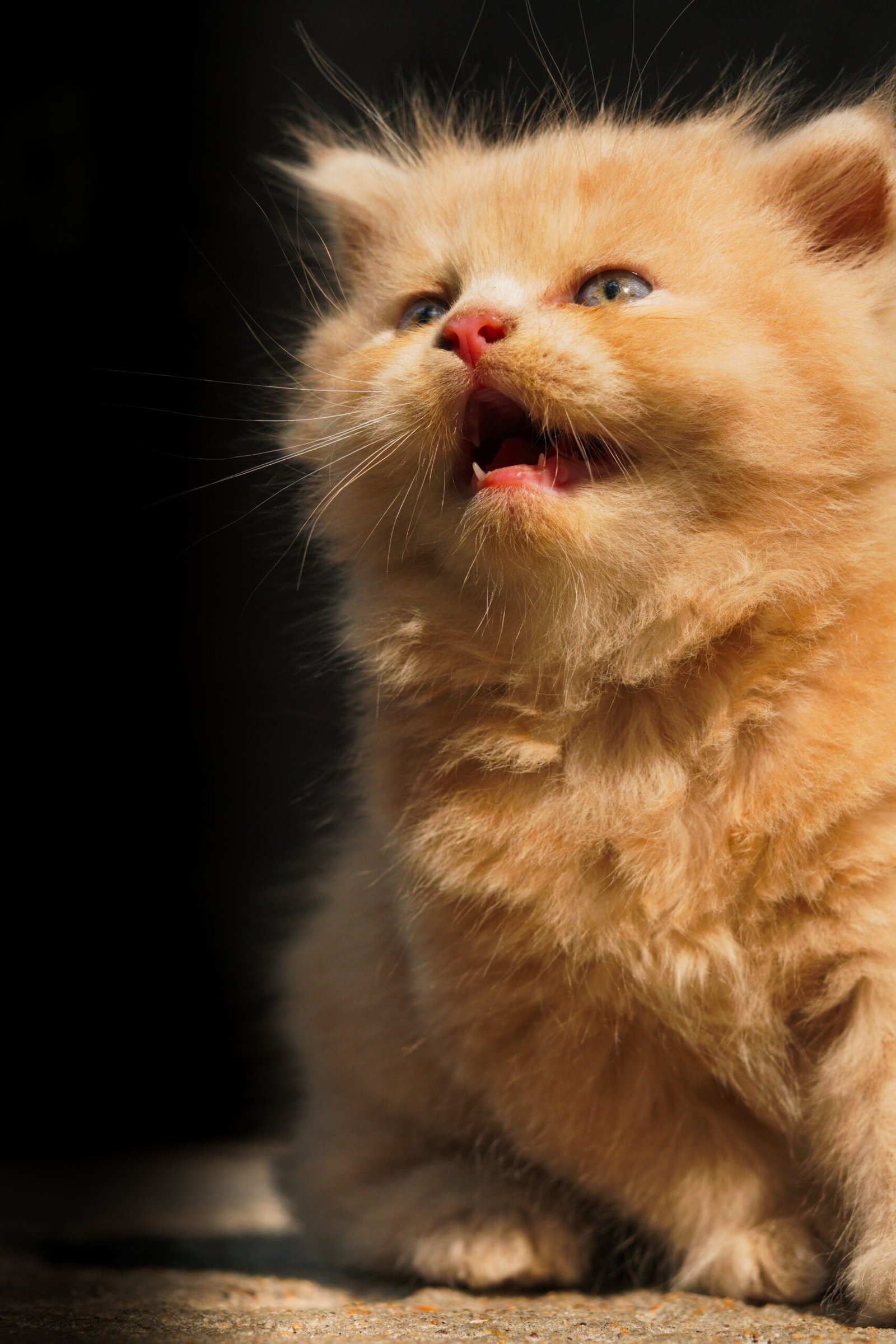 Why does my cat sound congested and what may cause it