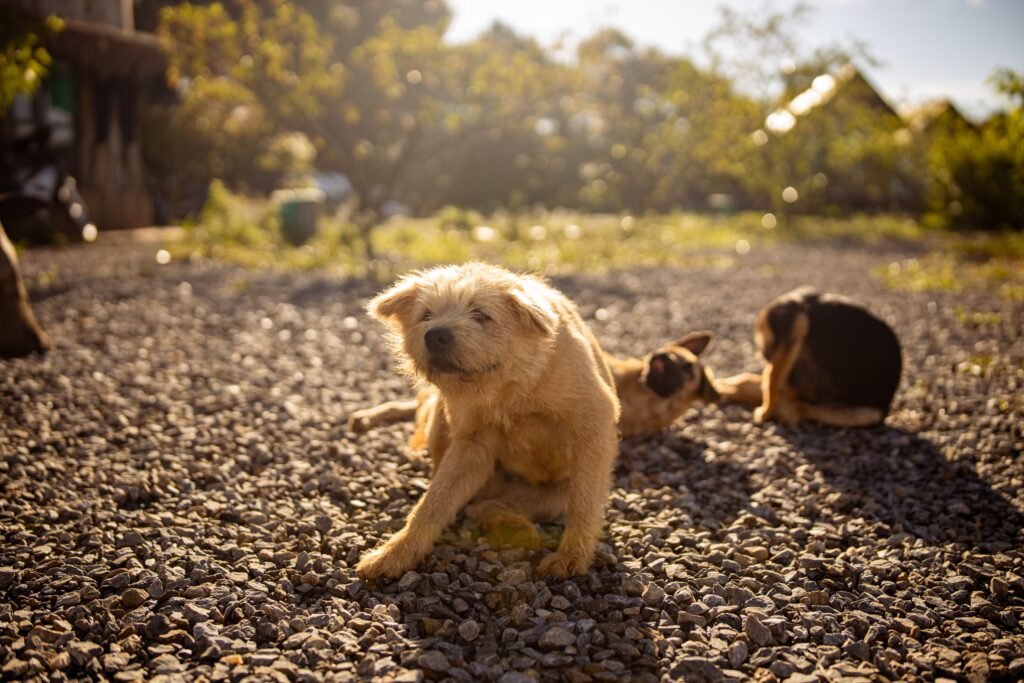 Why are fleas so hard to kill and how their life cycle works