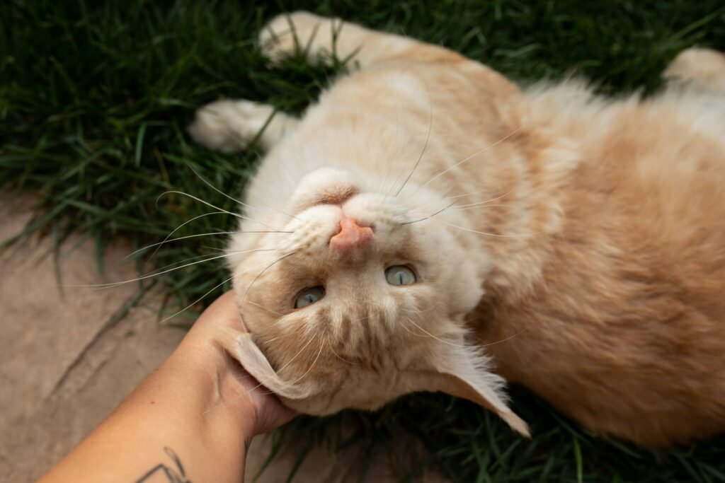 Why Does My Cat Bite Me Gently Out of Nowhere? Common Reasons & Solutions showing gentle cat biting, playful behavior, affection, and body-language cues.
