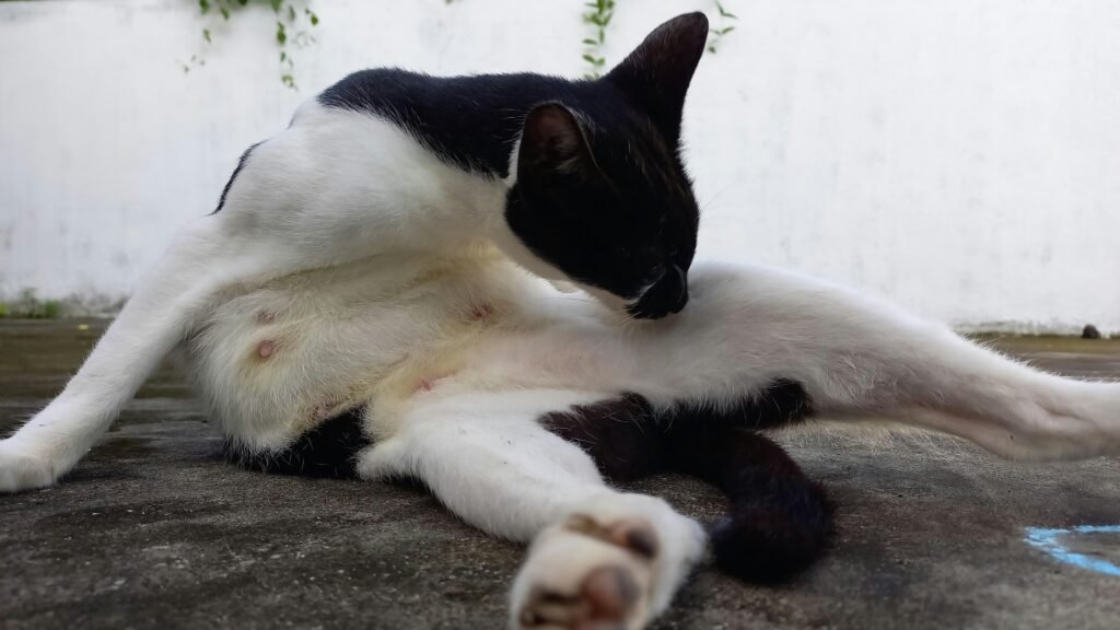 Why Is My Cat Pulling Her Hair Out? covering excessive grooming, fur loss, allergies, parasites, stress, skin conditions, and veterinary care.