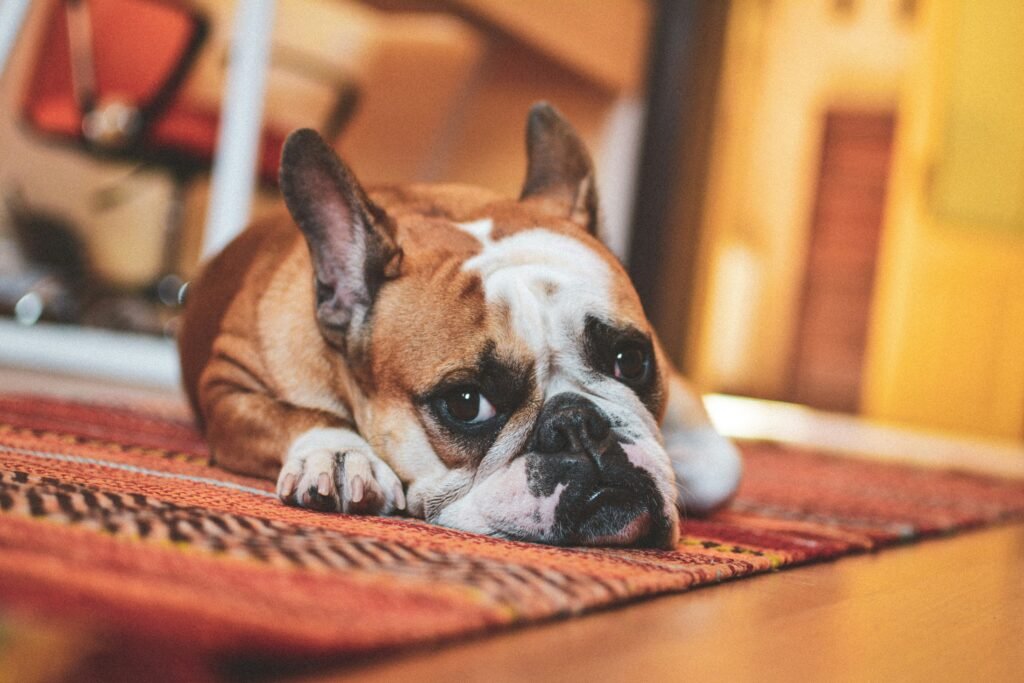 How to Clean Dog Poop Out of Carpet Without Spreading the Mess: Tough Stain Solutions covering dog waste removal, carpet cleaning, stain treatment, deodorizing, and fabric care.