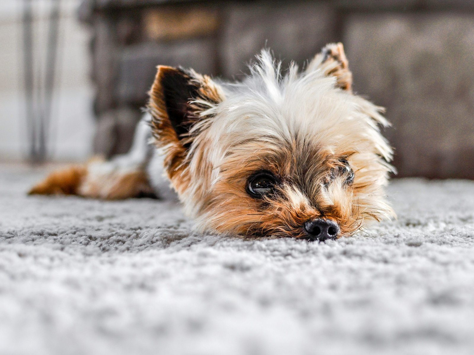 How to Clean Dog Poop Out of Carpet Without Spreading the Mess: Tough Stain Solutions featuring pet waste cleanup, stain removal, odor control, and carpet care.
