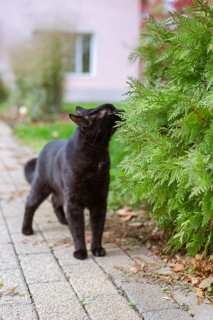 How to Keep Stray Cats Out of Your Yard A Complete, Humane Guide guide to safe cat deterrents, fencing, garden protection, humane prevention, and yard care.