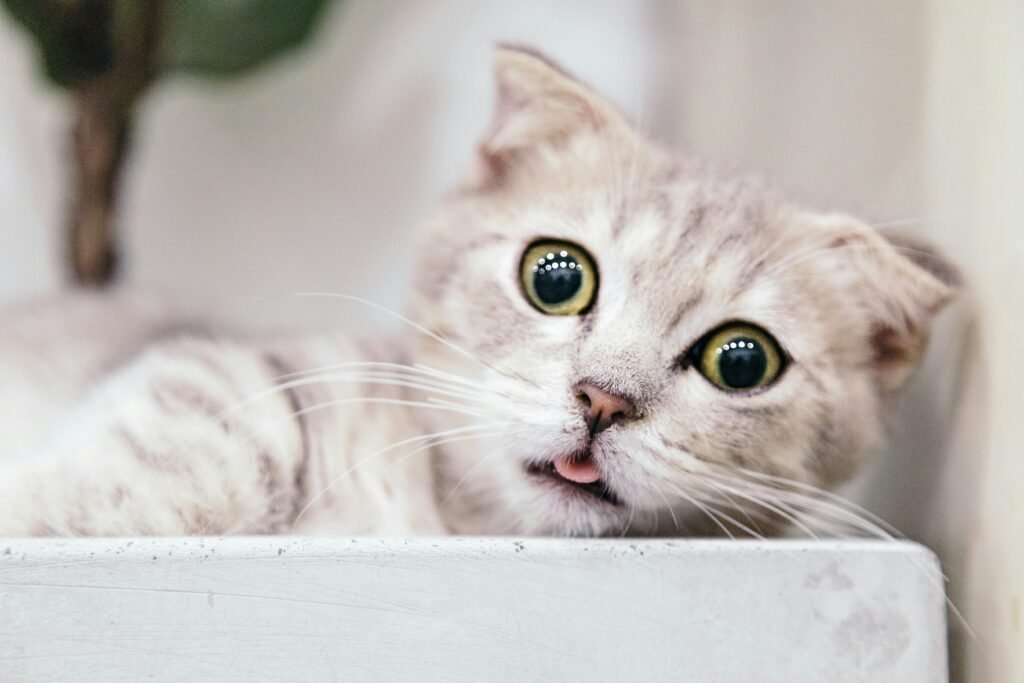 Warning Signs Your Cat Is Crying for Help What to Watch For showing unusual cat behavior, low energy, eating changes, litter-box issues, and health concerns.