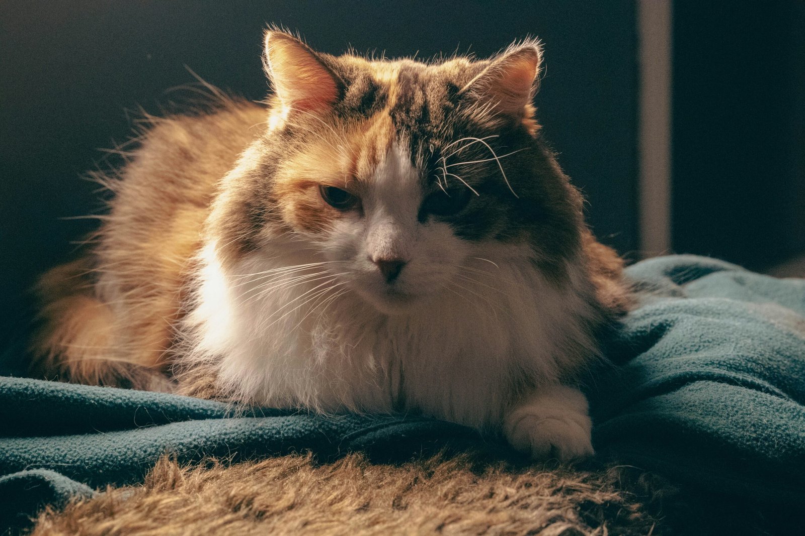 Why Is My Cat Pulling Her Hair Out? featuring cat overgrooming, hair loss, fleas, allergies, skin irritation, stress, and warning signs.