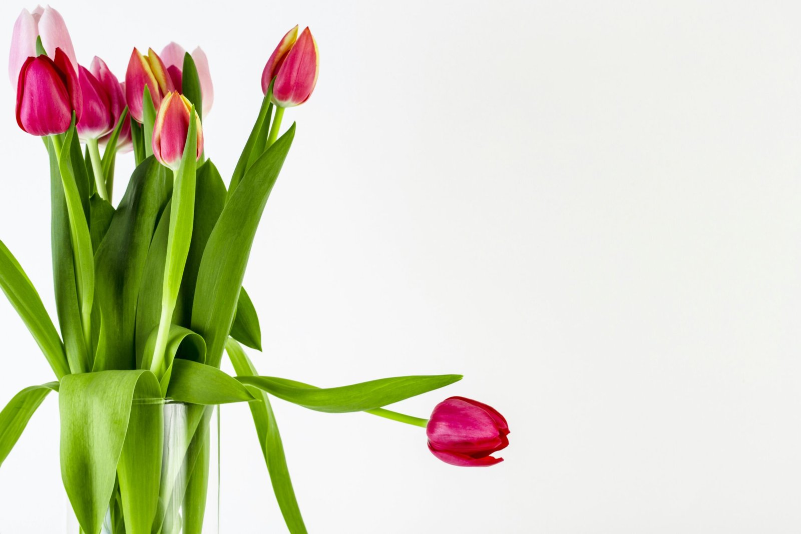 Why Are My Tulips Drooping? featuring drooping tulips, weak stems, watering issues, heat stress, sunlight, and flower care.