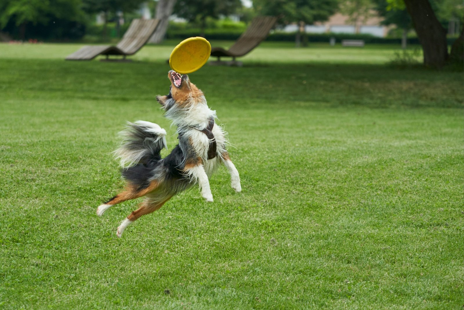 Why is my dog throwing up undigested food hours later and common causes