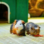 How Can You Reduce the Risk of Rodents Entering Your Home?