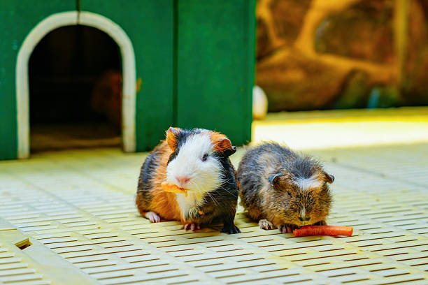 How Can You Reduce the Risk of Rodents Entering Your Home?